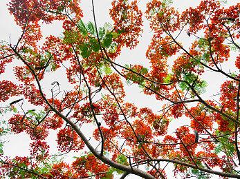 《星刃》战斗华丽！服装只是装饰品 武器不需要制作